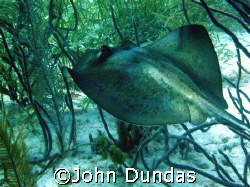 shot taken on a live aboard in the Bahamas. I was amazed ... by John Dundas 